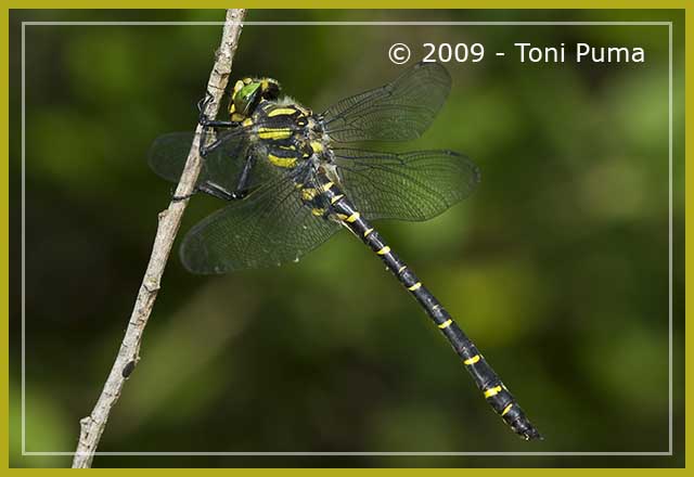 Grossa libellula siciliana